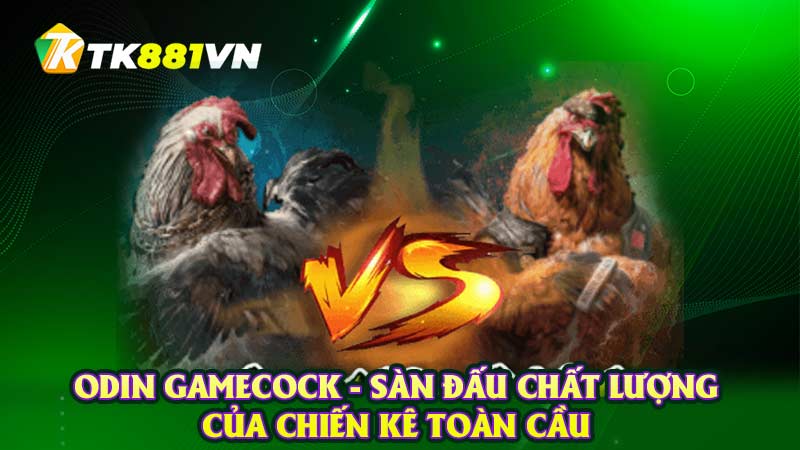 Odin Gamecock - Sàn đấu chất lượng của chiến kê toàn cầu